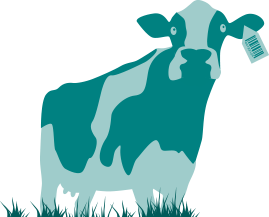Vaca africor head