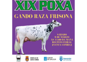 I poxa de xovencas raza frisona  5 